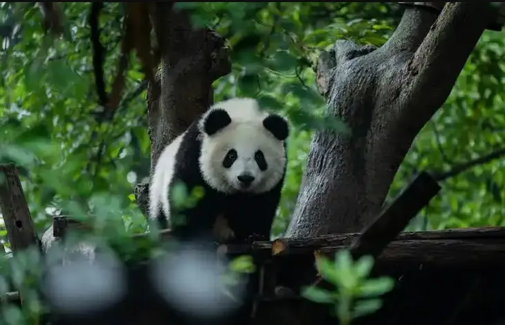 chengdu